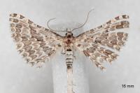 Alucita grammodactyla
