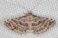 Alucita grammodactyla