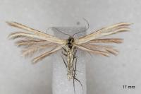 Merrifieldia leucodactyla