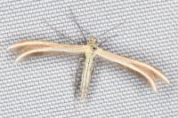 Merrifieldia leucodactyla