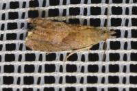 Dichrorampha