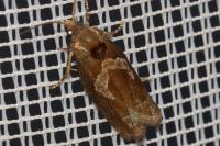 Epiblema foenella