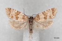 Isotrias rectifasciana