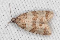 Isotrias rectifasciana