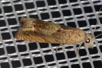 Eucosma conterminana