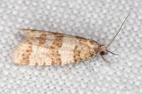 Isotrias rectifasciana