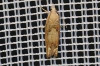 Eucosma conterminana