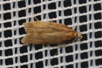 Helcystogramma rufescens