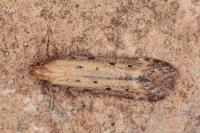 Metzneria paucipunctella