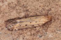 Metzneria paucipunctella