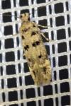 Bryotropha domestica