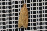 Helcystogramma lutatella