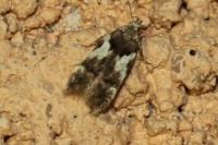 Teleiodes luculella
