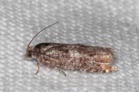 Epinotia rubiginosana