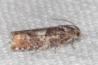 Epinotia rubiginosana