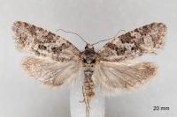 Cnephasia communana