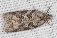 Cnephasia communana