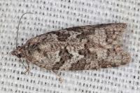 Cnephasia communana