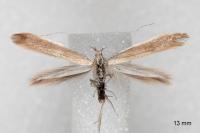 Coleophora niveicostella