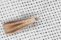 Coleophora niveicostella