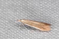 Coleophora niveicostella