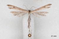 Stenoptilia pelidnodactyla