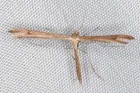 Stenoptilia pelidnodactyla