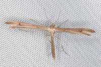 Stenoptilia pelidnodactyla