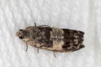 Cydia vallesiaca