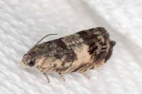 Cydia vallesiaca