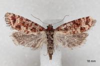 Rhyacionia miniatana