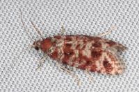 Rhyacionia miniatana