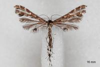 Capperia celeusi