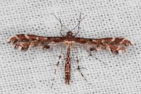 Capperia celeusi