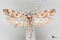 Teleiopsis paulheberti