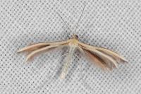 Merrifieldia spicidactyla