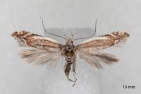Sophronia humerella