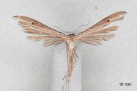 Stenoptilia stigmatodactyla