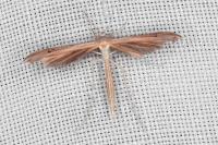 Stenoptilia stigmatodactyla