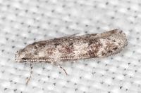 Exoteleia dodecella