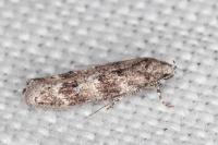 Exoteleia dodecella