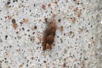 Eucosma conterminana