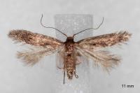 Stomopteryx spathulella