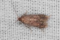 Stomopteryx spathulella
