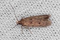 Stomopteryx spathulella