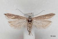 Sophronia semicostella