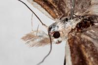 Sophronia semicostella