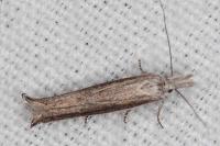 Sophronia semicostella