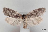 Eana incanana