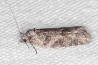 Eana incanana